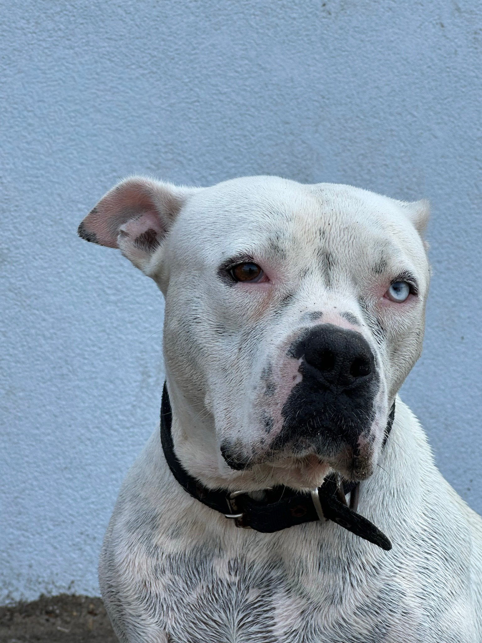 Dog, Türkbükü, Turkey – September 2023