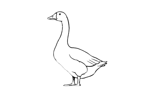 Gans Icon
